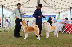 Getting Ready with our two handlers