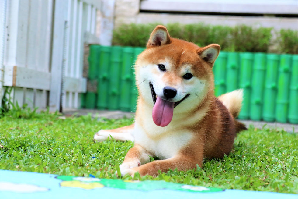 Kobe Go Shiro Ookami