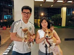 Shibe and Corgi Friends furever