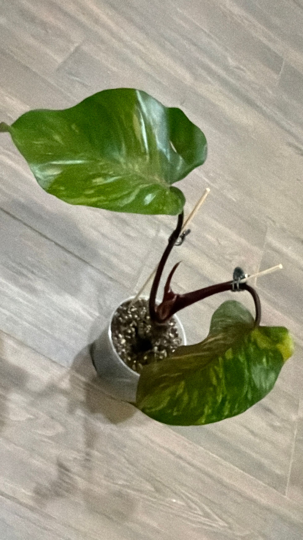 Thumbnail: Philodendron Orange Princess