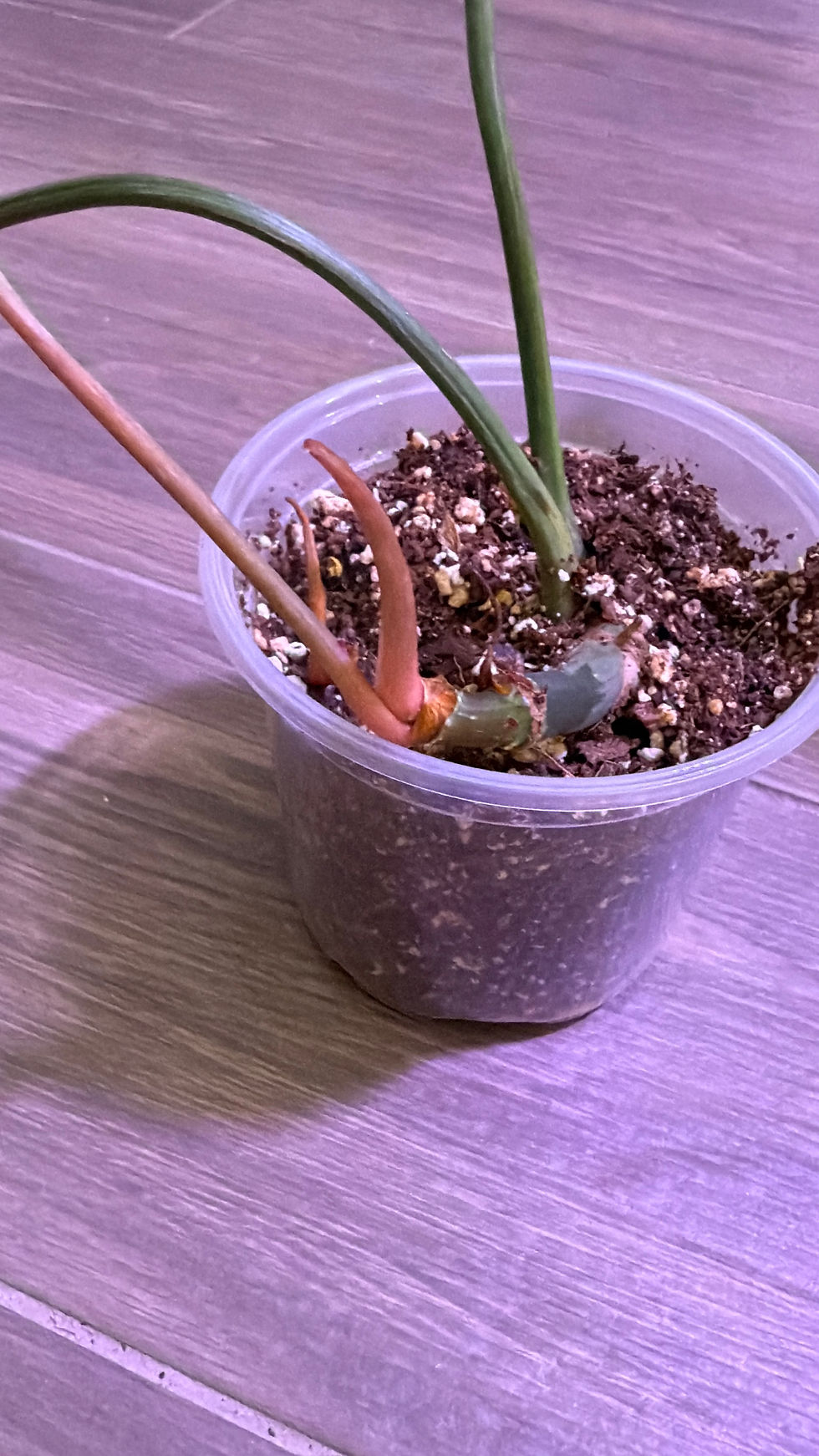 Thumbnail: Philodendron Gloriosum 'Snow Leopard