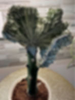 Mermaid Tail (Coral CactusEuphorbia lactea Cristata)