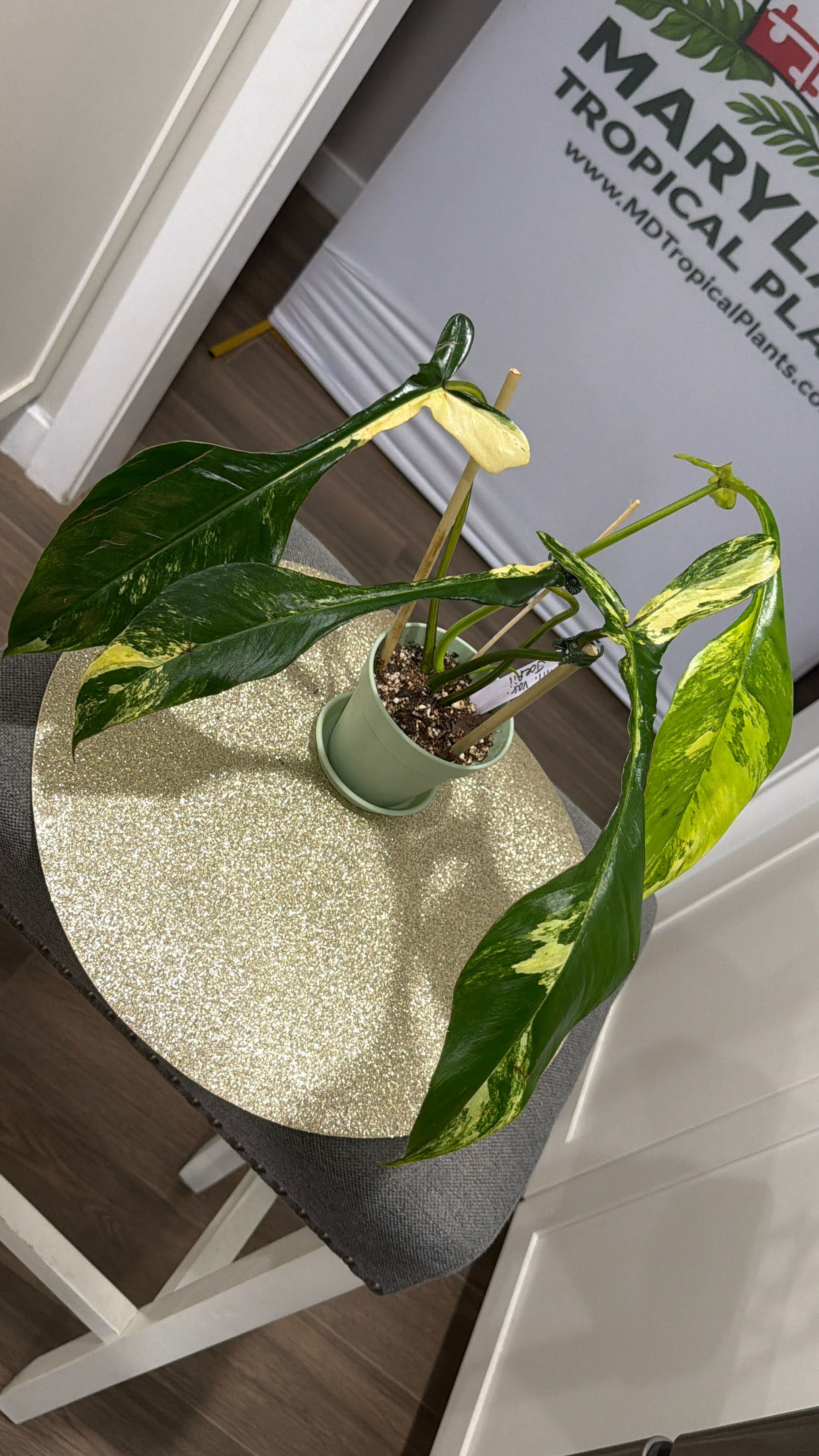 Philodendron Joepii Variegated (06)