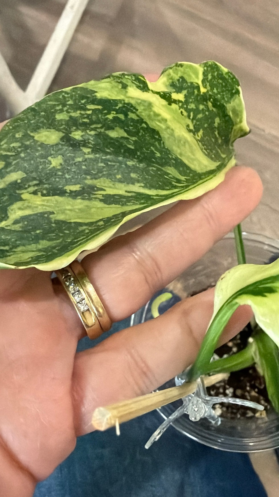 Thumbnail: Monstera Electrolyte Mutation *RARE*