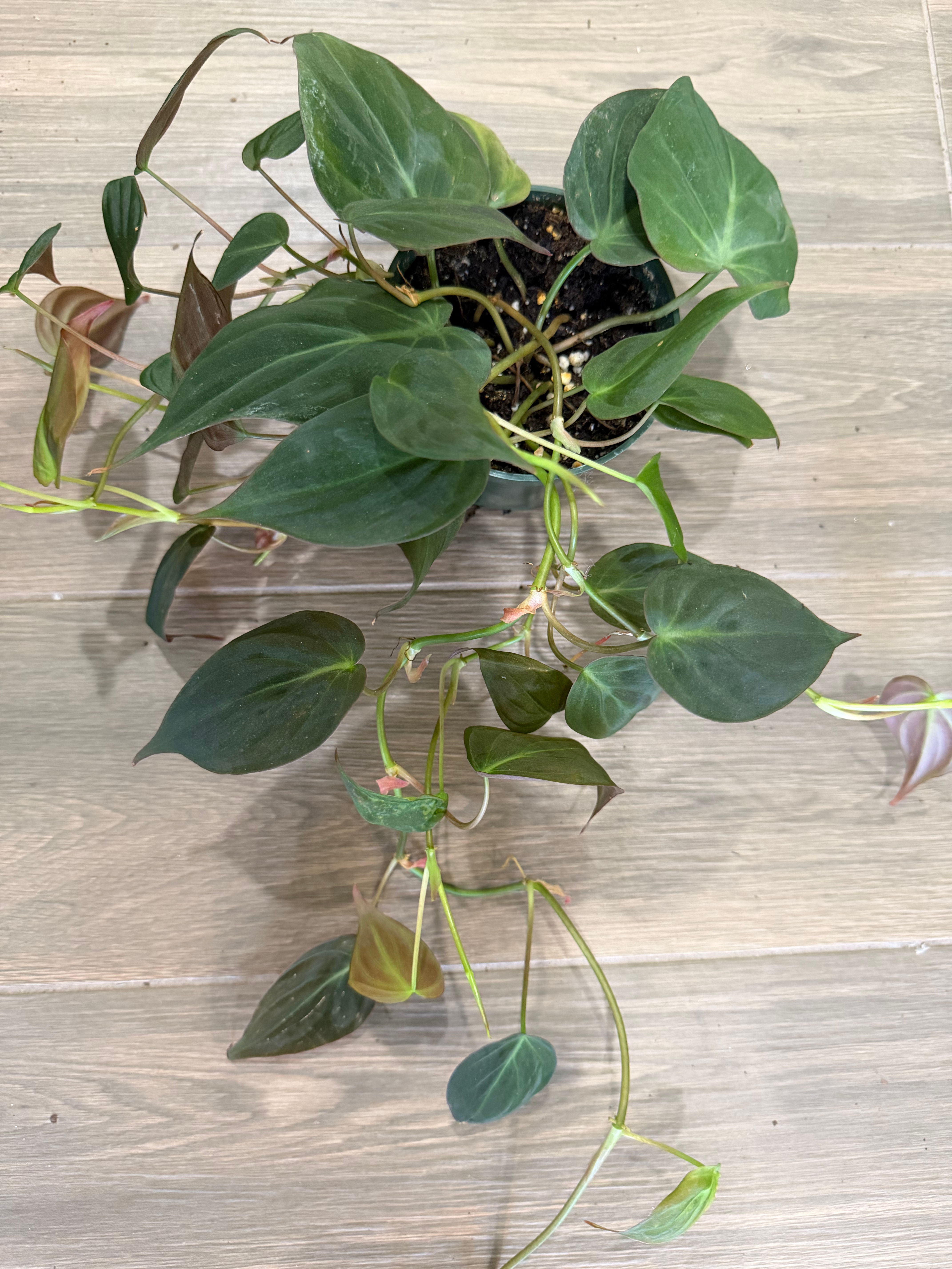 Philodendron Micans