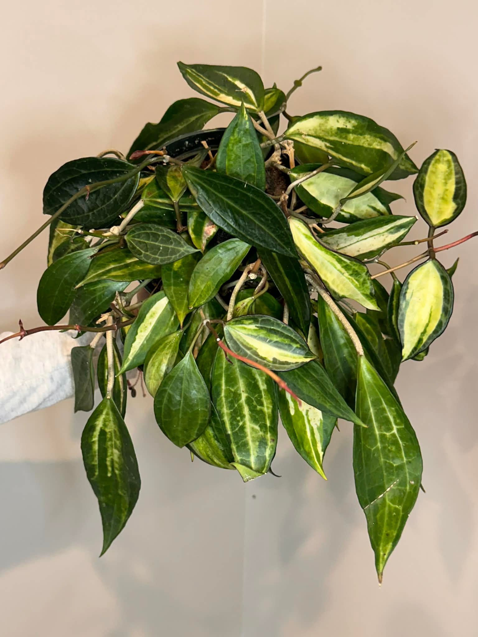 Hoya Macraophylla “Pot of Gold” #26