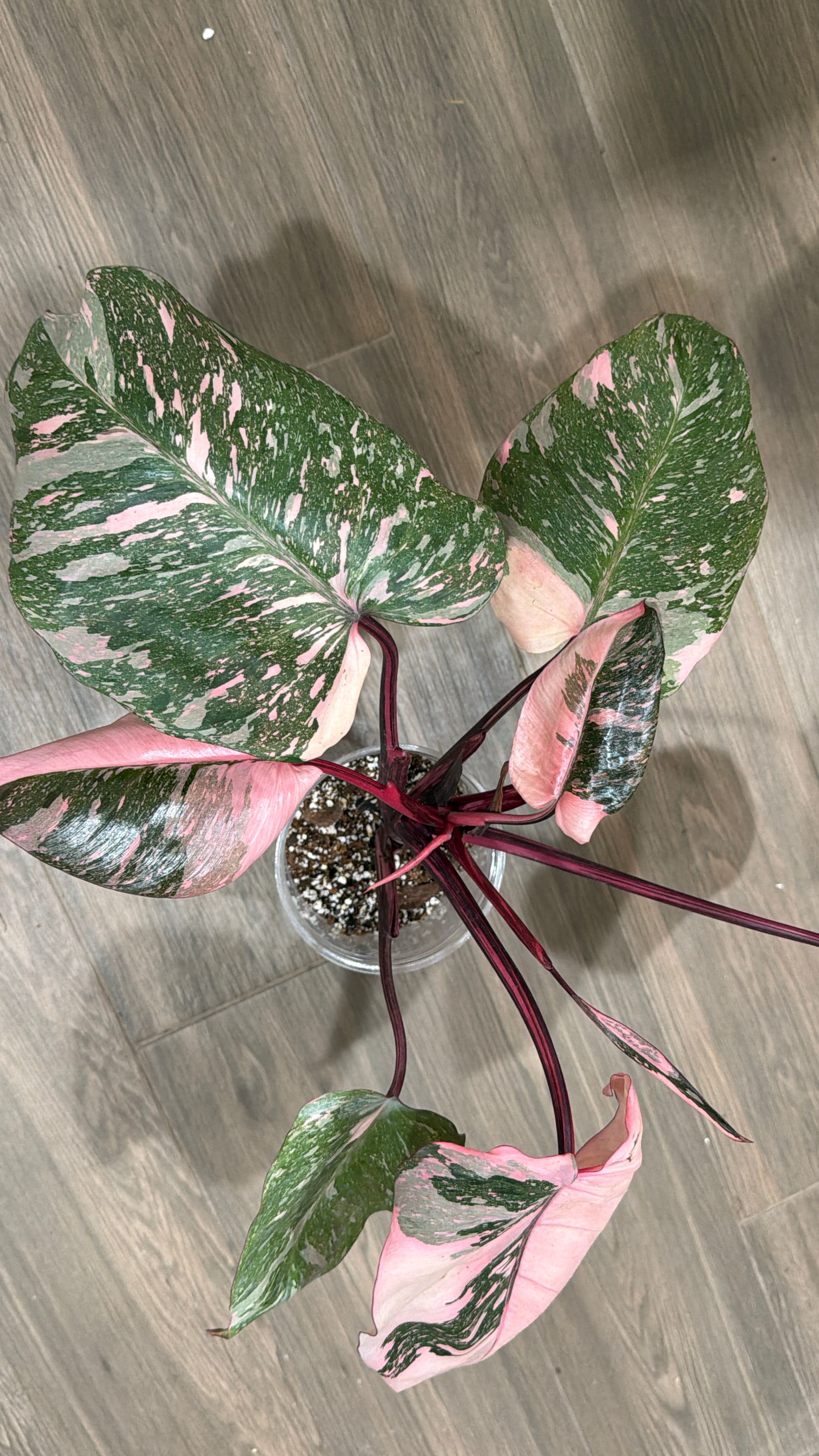 Philodendron Pink Princess Galaxy 