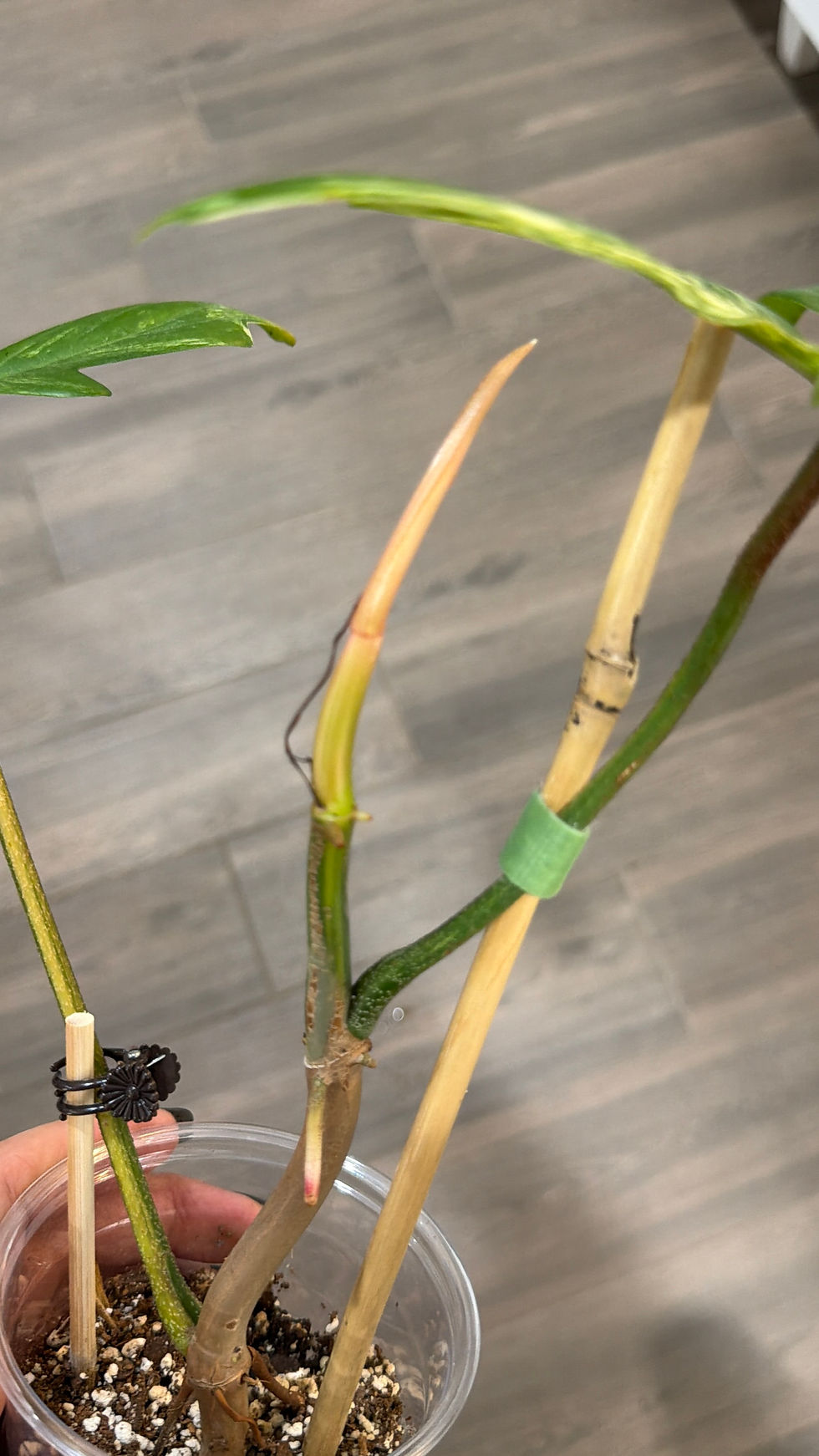 Thumbnail: Philodendron Florida Beauty 