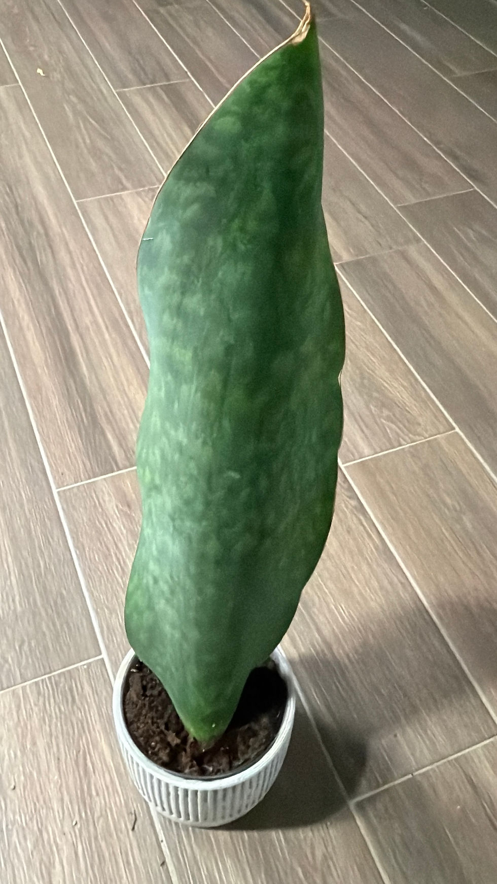 Thumbnail: Whale Fin snake plant (HUGE)
