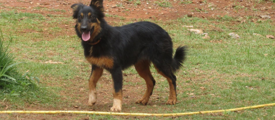 Baguera