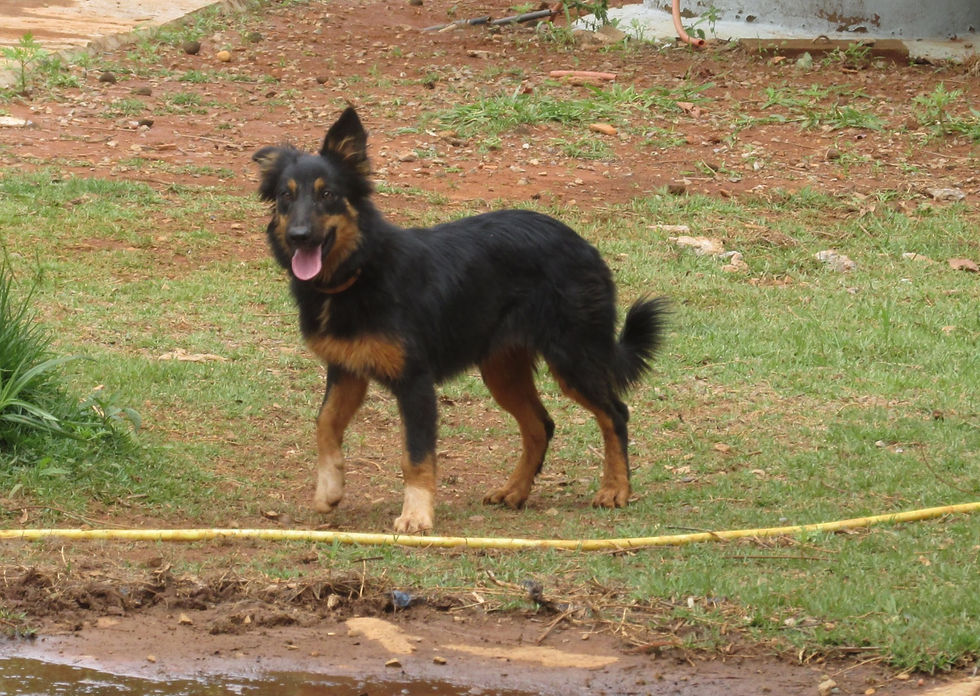Baguera