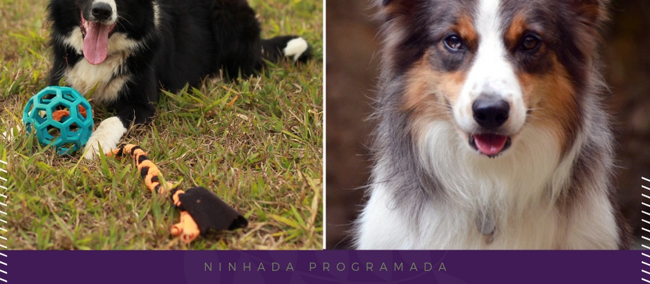 Toph x Zeca (Ninhada Planejada)