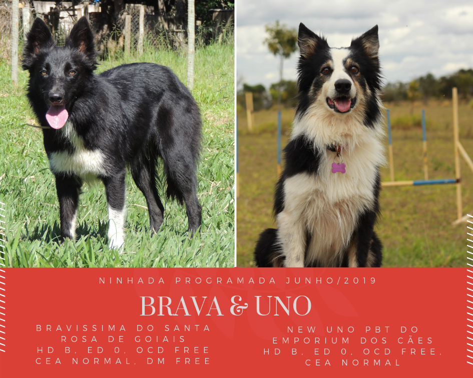 Ninhada Black Beasts (Uno x Brava)