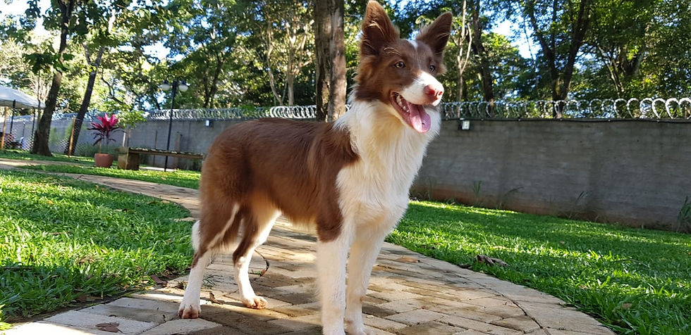 Pimenta