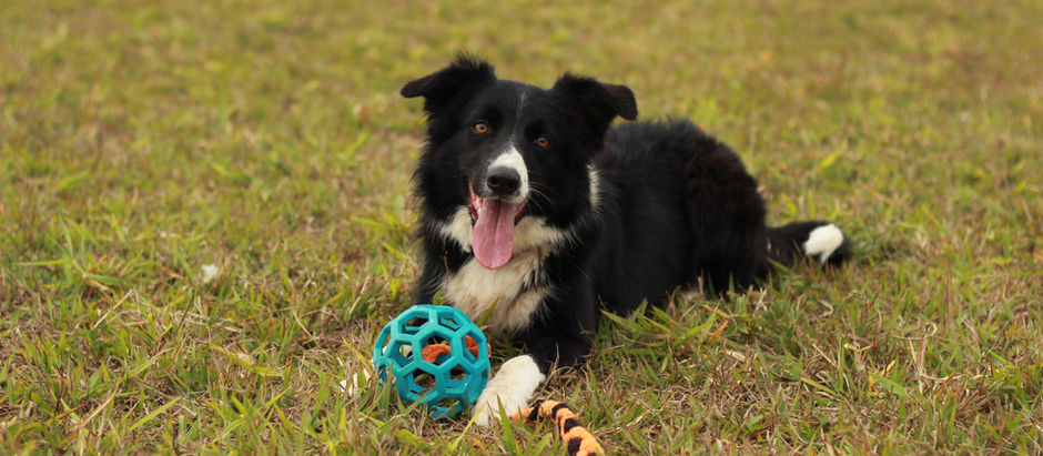 Border collie é a raça ideal para mim?