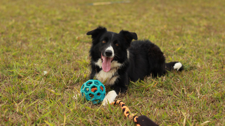 Border collie é a raça ideal para mim?