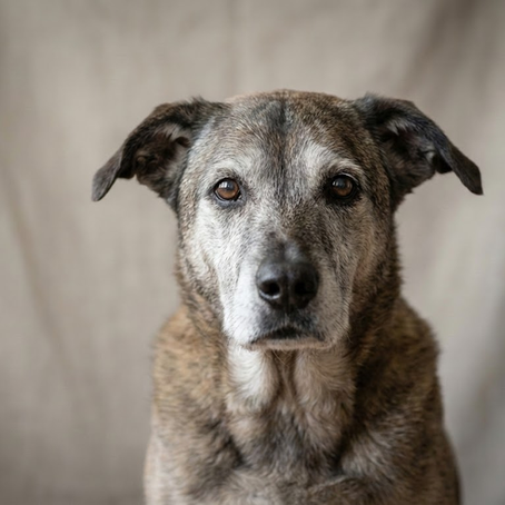 Mutilação animal em cães: implicações éticas, científicas e legais no contexto da medicina veterinária contemporânea