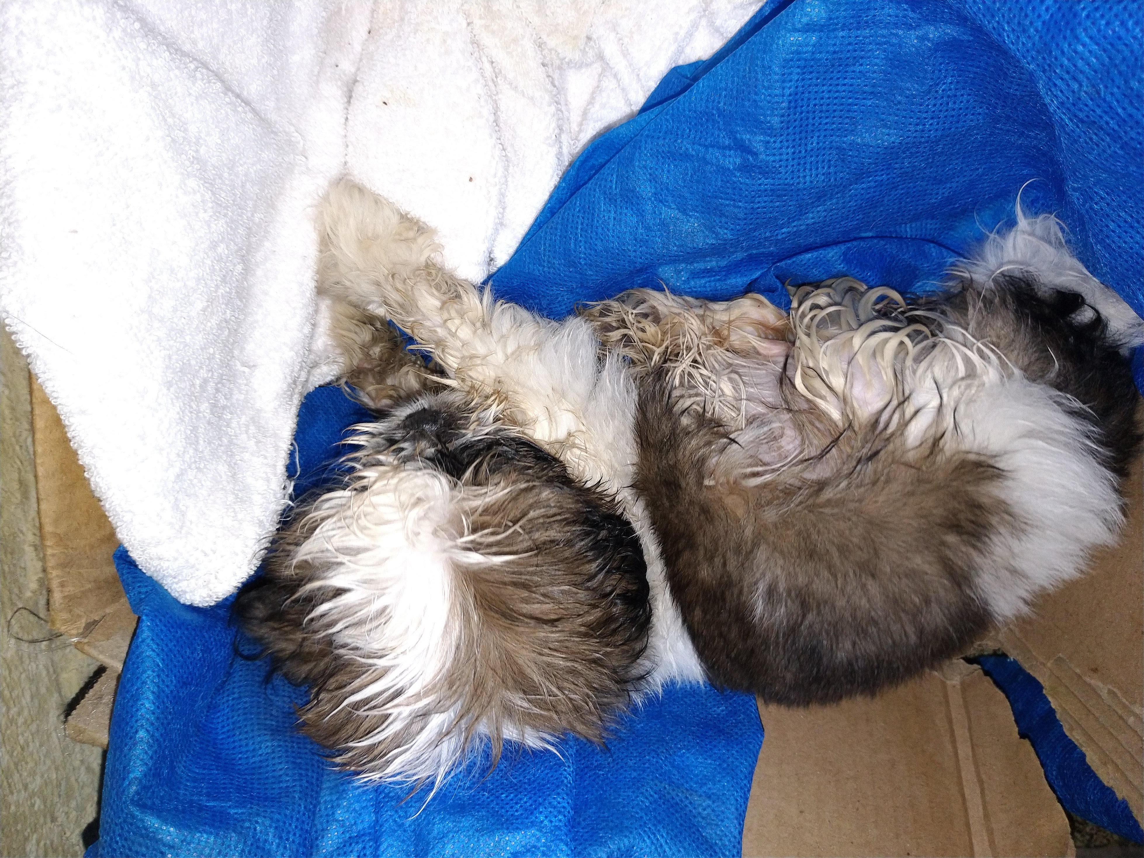 um cachorro encontrado em uma caixa