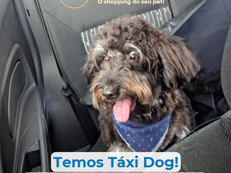 um cachorro dentro de um carro de táxi dog