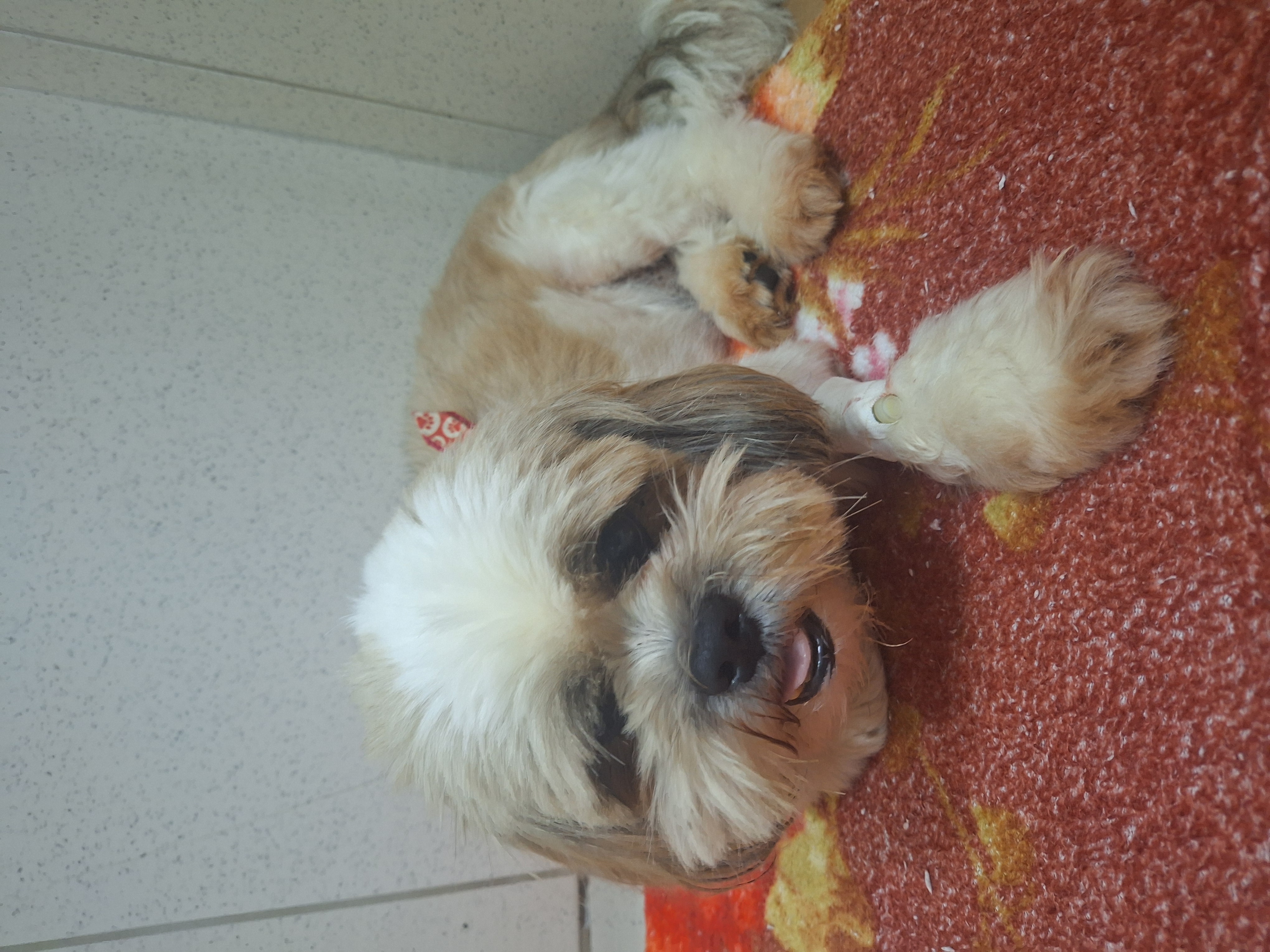 um cachorro em recuperação