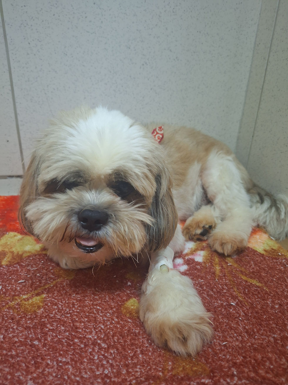 um cachorro em recuperação