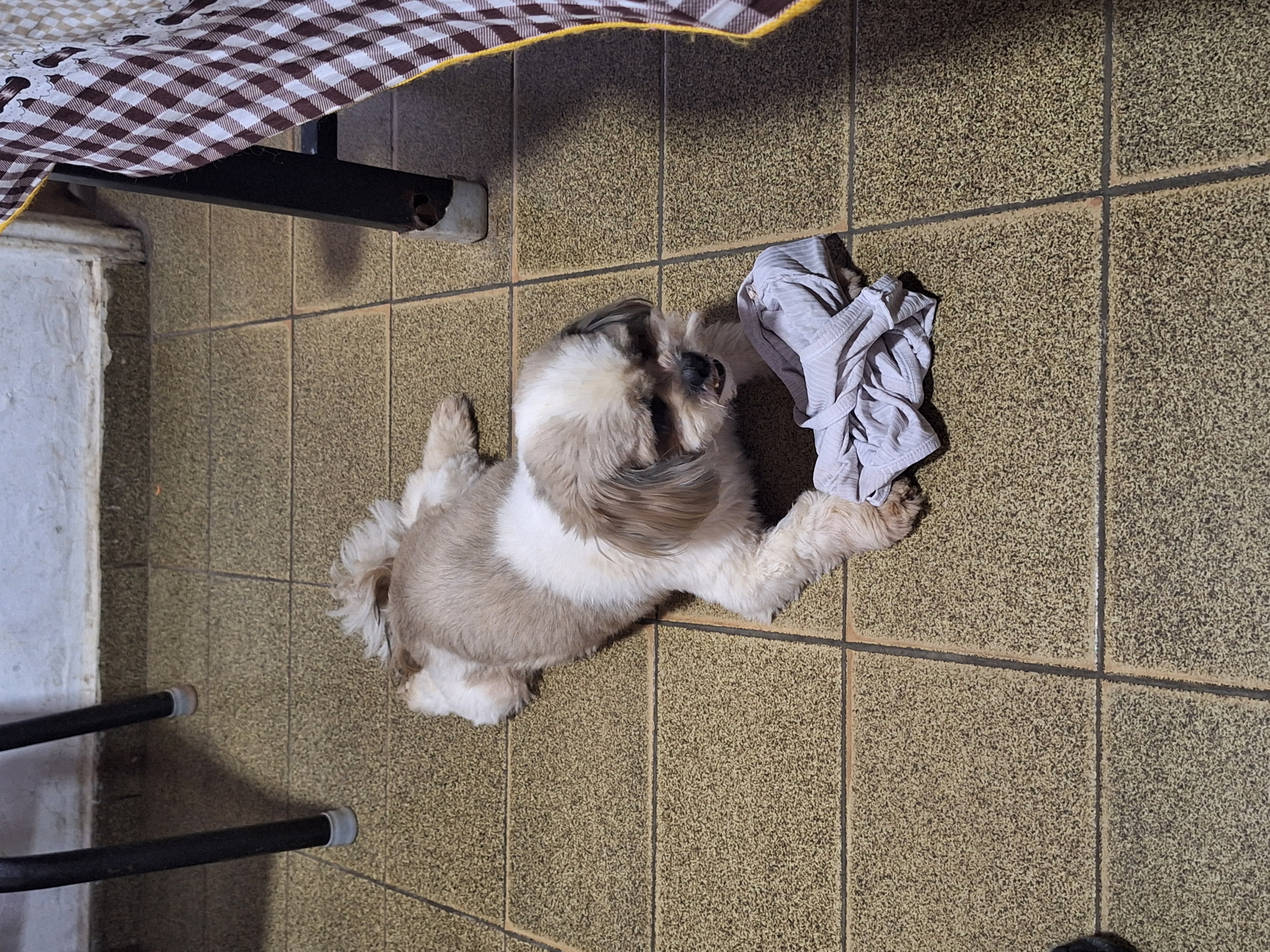 Thor gosta de roubar roupas sujas