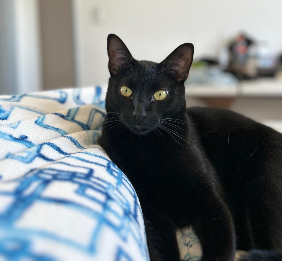 gato preto em cima de uma cama