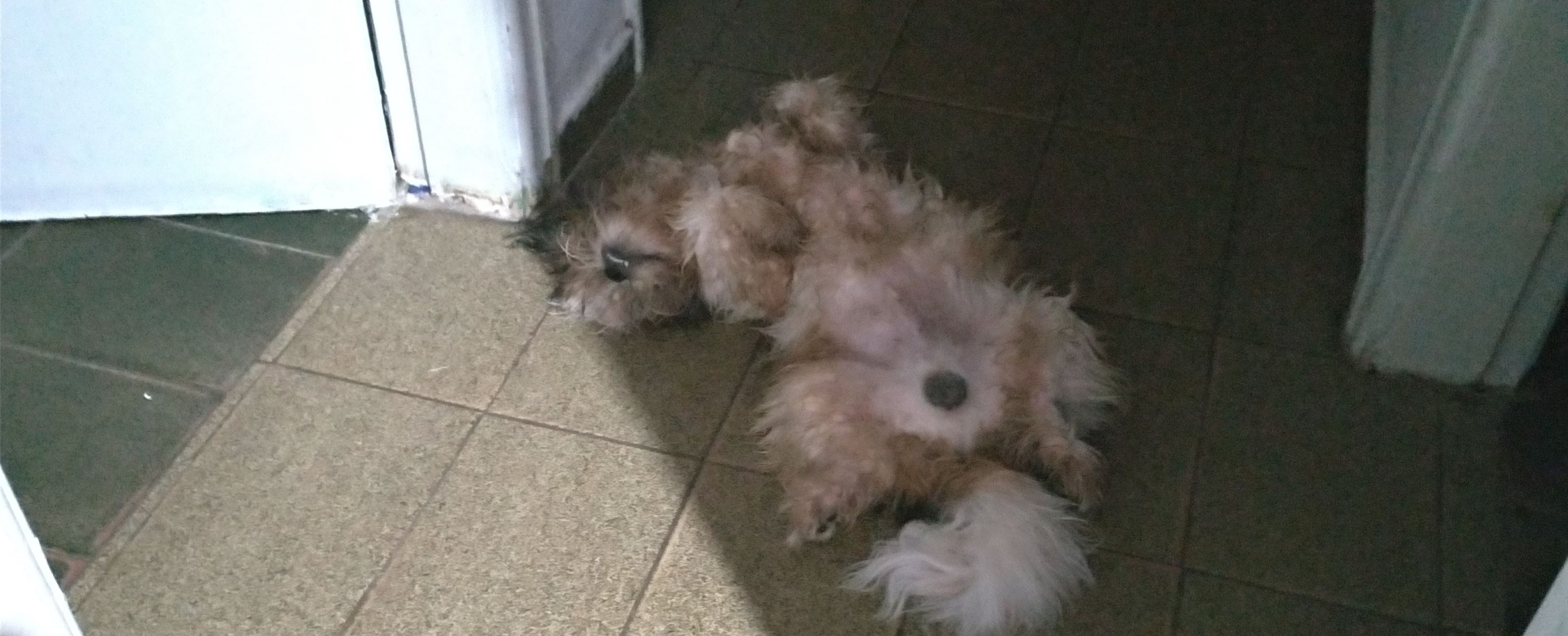 cachorro shitzu deitado no chão