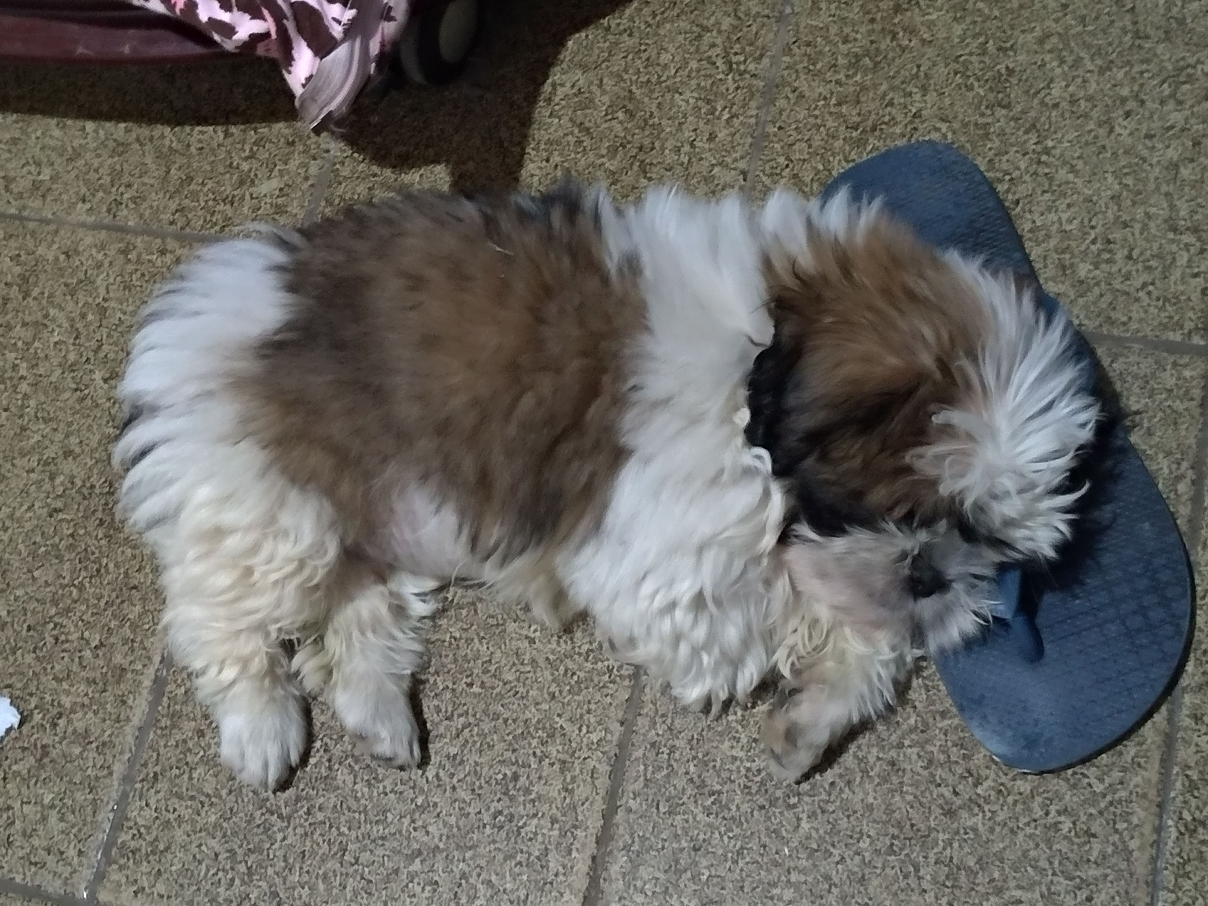 um cachorro shitzu deitado no chão