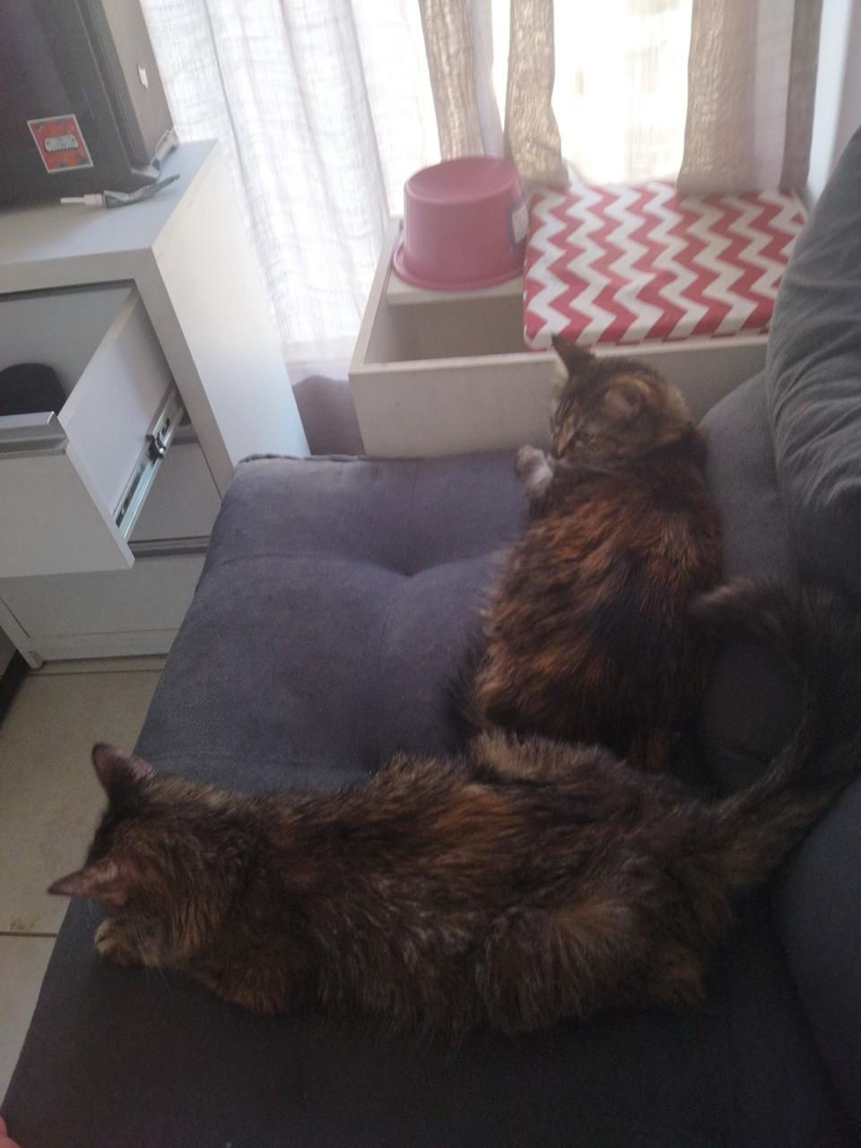 duas gatinhas