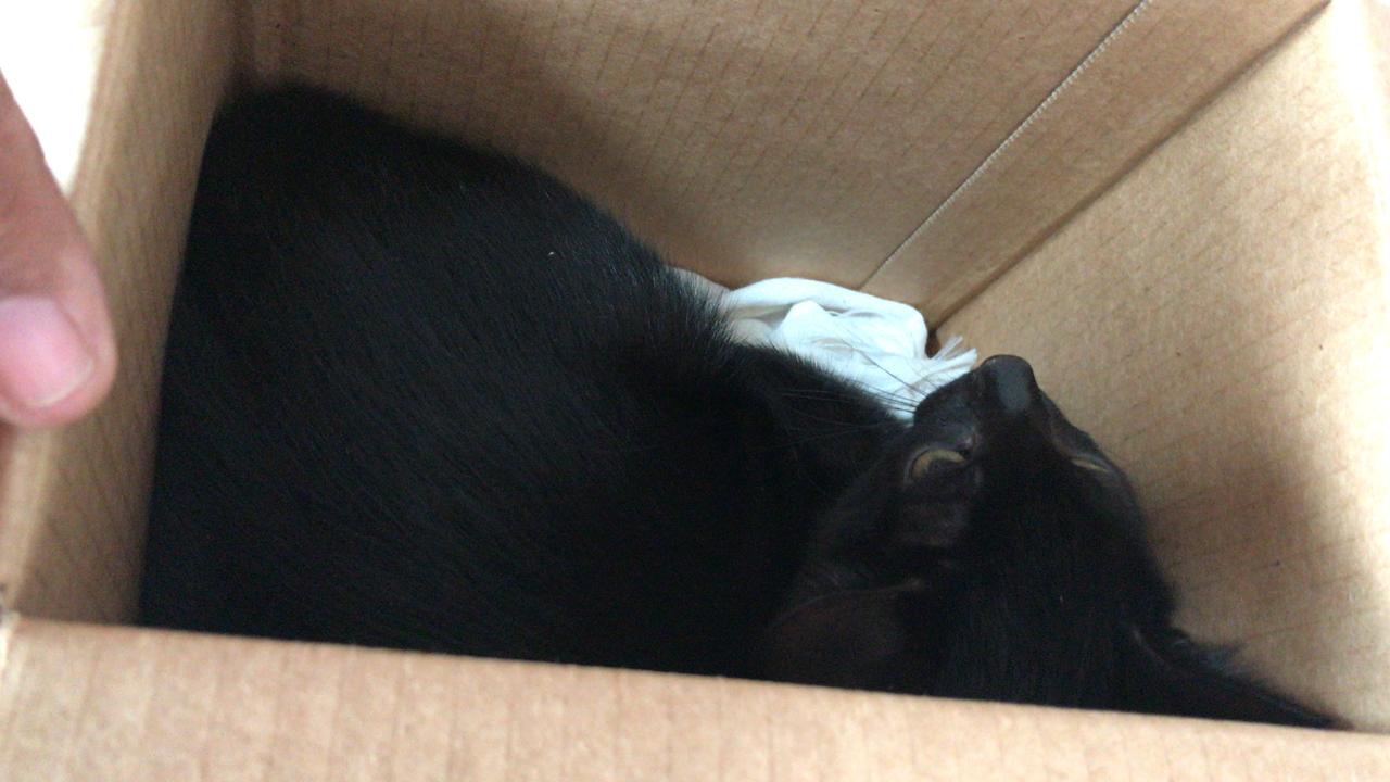 gato preto em caixa