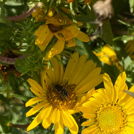 Variable carder bee on a yellow flower