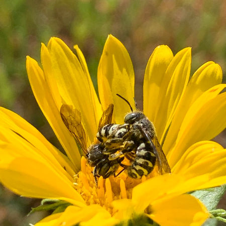 Two variable carder bees curled up in a yellow flower