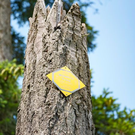 A Douglas-fir snag with a sign that says "wildlife tree"