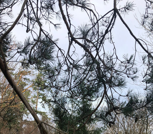 Shore pine tree limbs