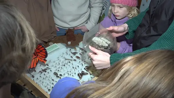 Three children and three adults observing the bug and insect display at the Nature House.