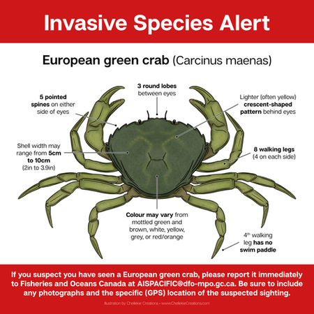Invasive species alert graphic of the European green crab, illustration by Chellekie Creations