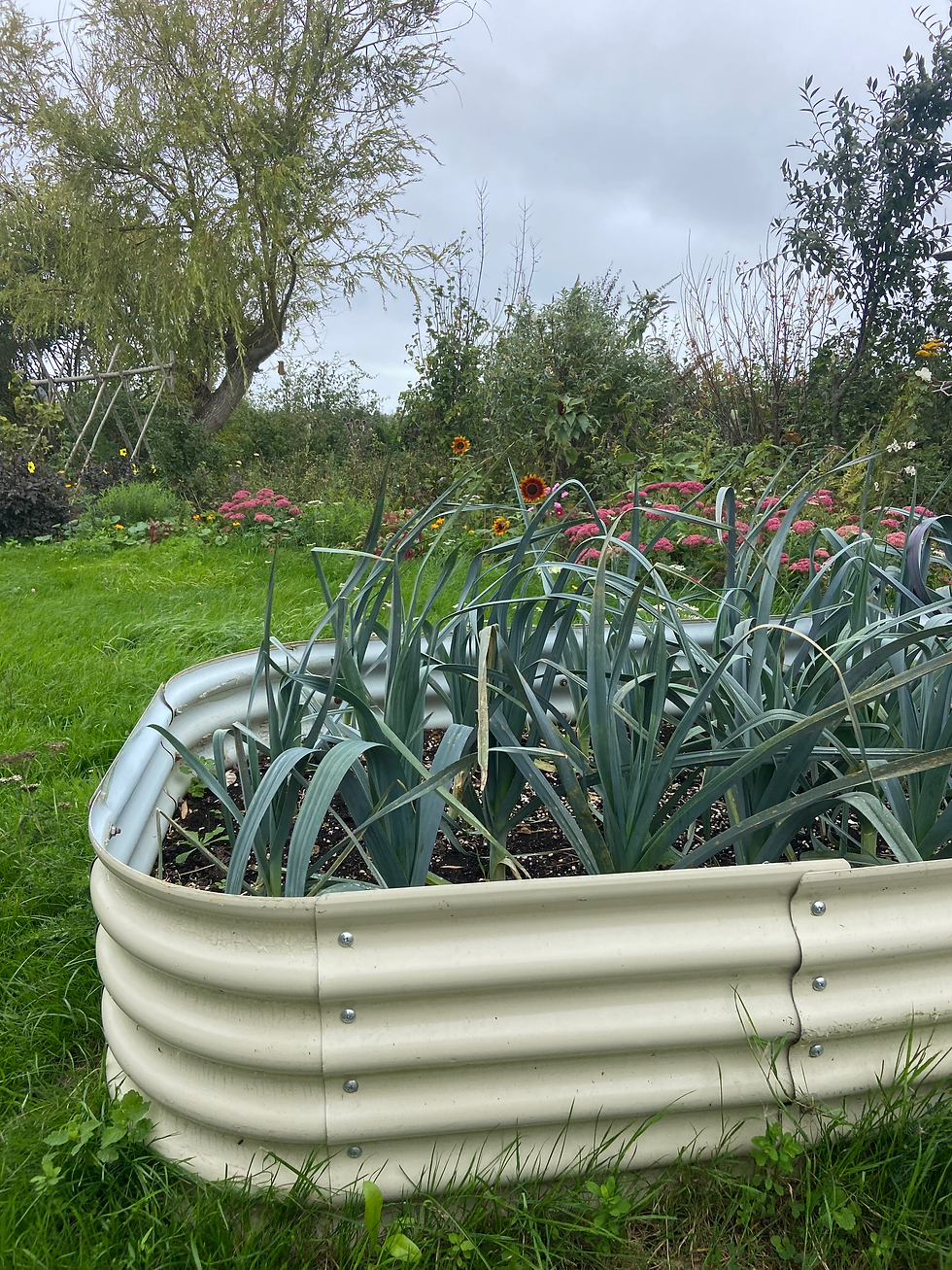 Thumbnail: Raised metal garden bed - planter - 43cm tall modular 8 in 1