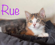 Kittens for Adopton in Hallam