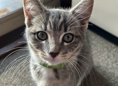 Kitten for Adoption in Clyde