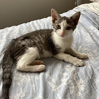 Kitten for Adoption in Highett