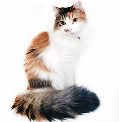 Cats for Adoption