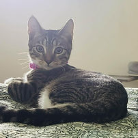 Kitten for Adoption in Officer_edited.jpg