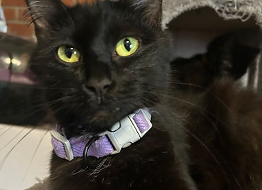 Cat for Adoption in Berwick