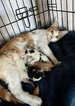 Cat Rescue