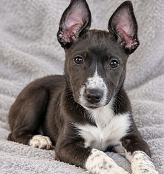 Puppy for Adoption in Koo Wee Rup_edited.jpg