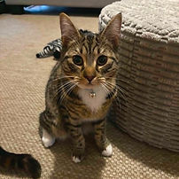 Kitten for Adoption in Pakenham_edited.jpg