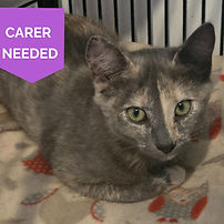 Kitten for Adoption in Koo Wee Rup_edited_edited.jpg