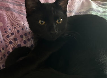 Kitten for adoption in Cranbourne_edited.jpg