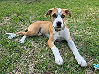 Dogs for Adoption in Pakenham